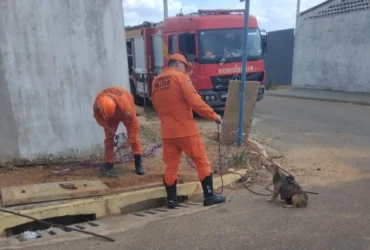 Bombeiros resgatam filhotes de cachorro em bueiro no Buritis Universitário