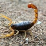 Cresce o alerta para acidentes com escorpioes que atingem animais de estimacao Pexels 1