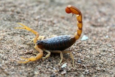 Cresce o alerta para acidentes com escorpioes que atingem animais de estimacao Pexels 1