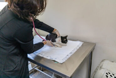 Cuiaba celebra o Dia do Medico Veterinario com avancos na Bem Estar Animal