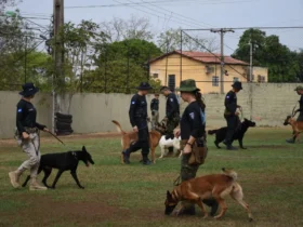 Curso de Cães Detectores de Drogas reforça segurança em Mato Grosso