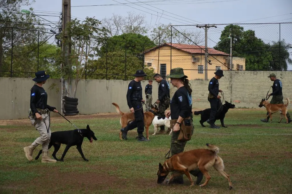 Curso de Cães Detectores de Drogas reforça segurança em Mato Grosso