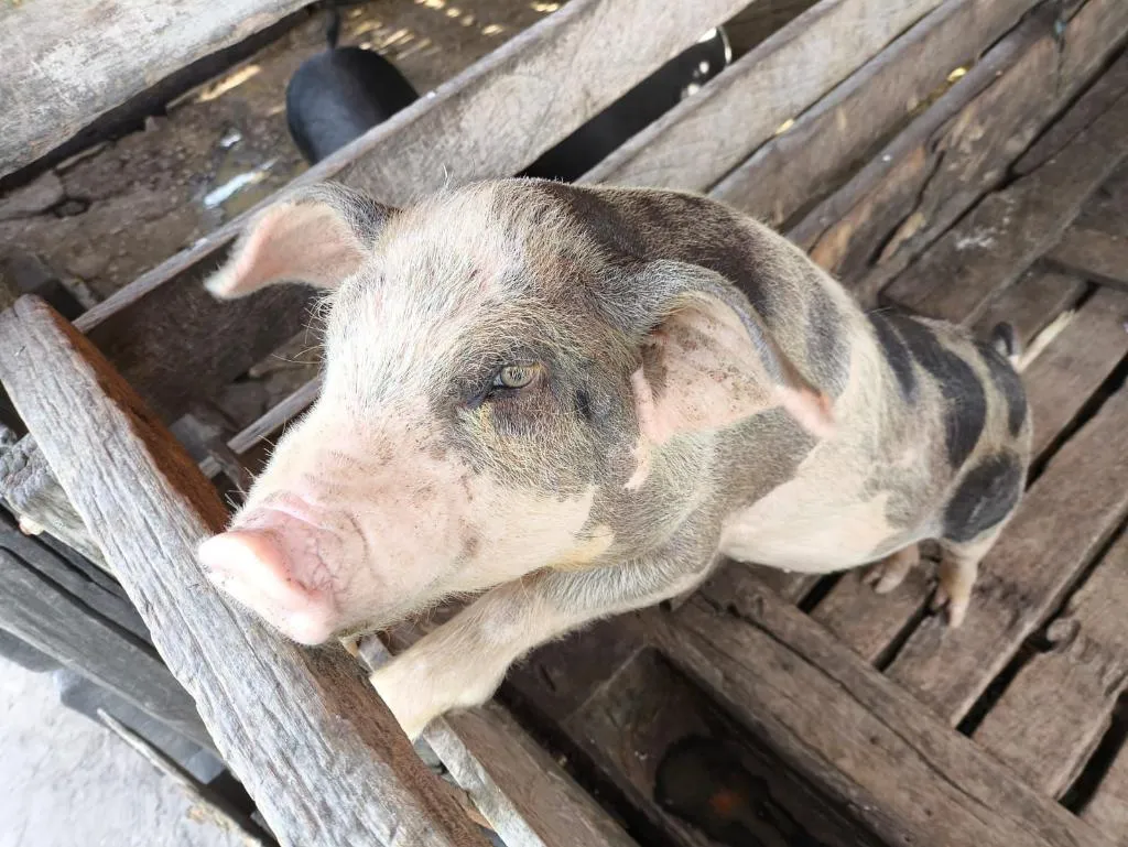Mato Grosso Mantém Status Livre de Peste Suína Clássica Após 4º Ciclo de Vigilância