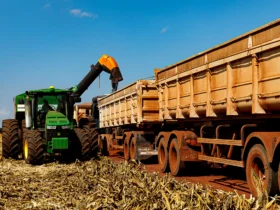 Milho impulsiona recorde de produção em Mato Grosso na 2ª safra