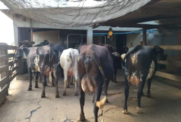 Melhoramento genético aumenta produção de leite em propriedades da agricultura familiar em Mato Grosso