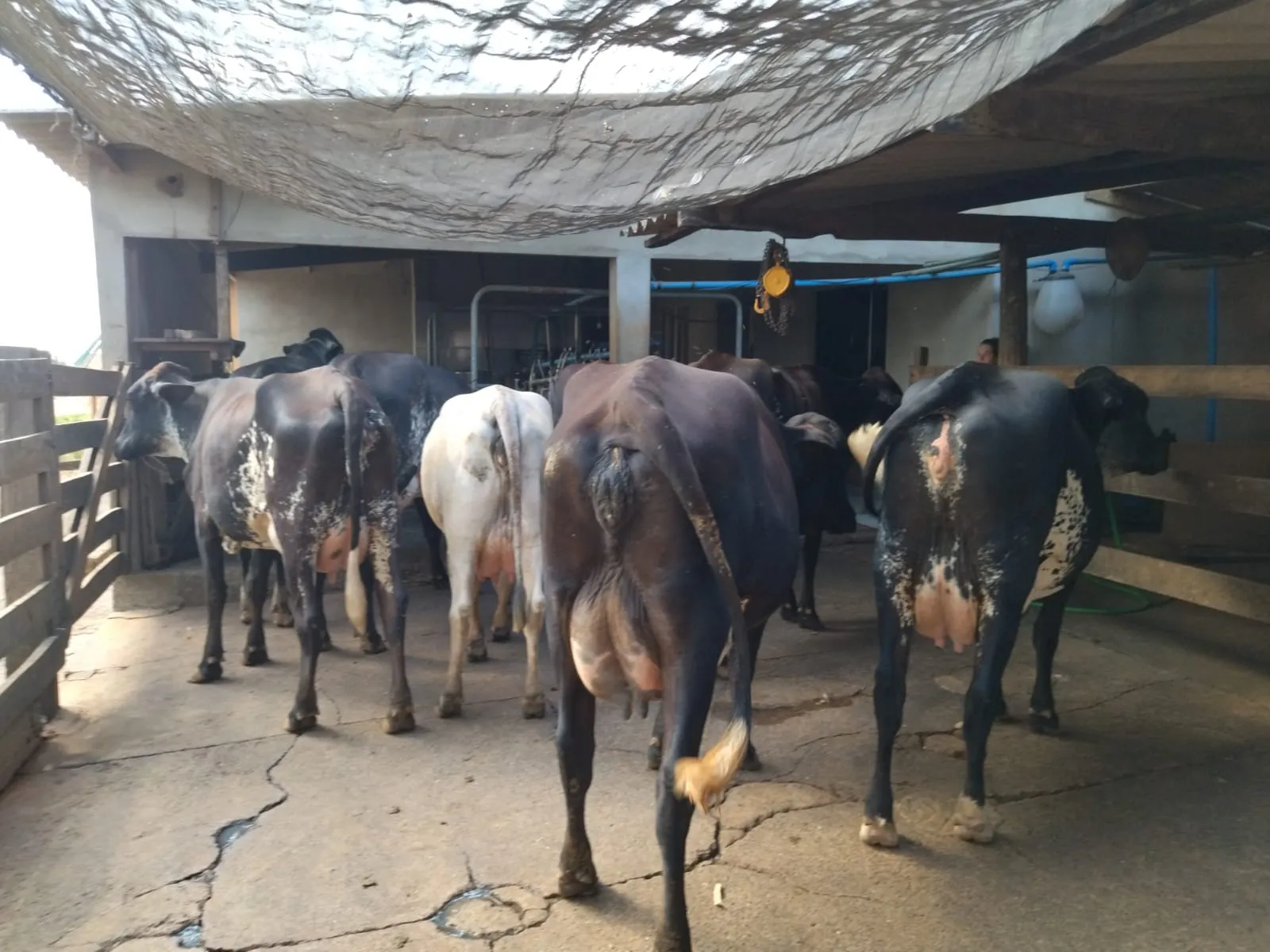 Melhoramento genético aumenta produção de leite em propriedades da agricultura familiar em Mato Grosso