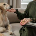 Mercado pet de luxo cresce mas exageros podem comprometer a saude animal Pexels 1