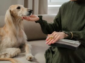 Mercado pet de luxo cresce mas exageros podem comprometer a saude animal Pexels 1