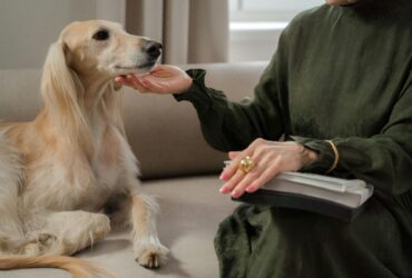 Mercado pet de luxo cresce mas exageros podem comprometer a saude animal Pexels 1