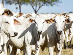 Nova alíquota reduzida para GTA de abate de fêmeas em Mato Grosso já está disponível