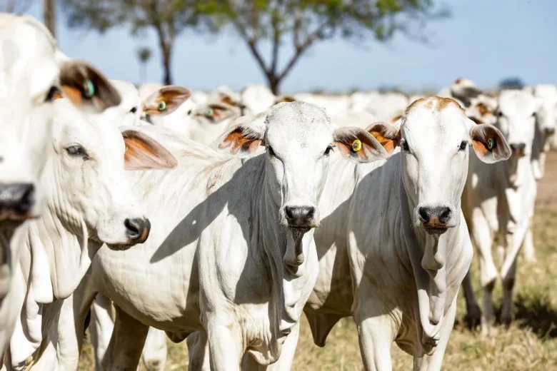 Nova alíquota reduzida para GTA de abate de fêmeas em Mato Grosso já está disponível