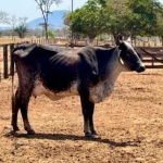 Leite em Pontes e Lacerda triplica produção com projeto de melhoramento genético em Mato Grosso
