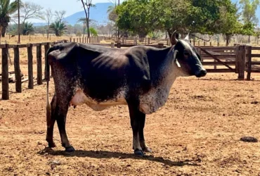Leite em Pontes e Lacerda triplica produção com projeto de melhoramento genético em Mato Grosso