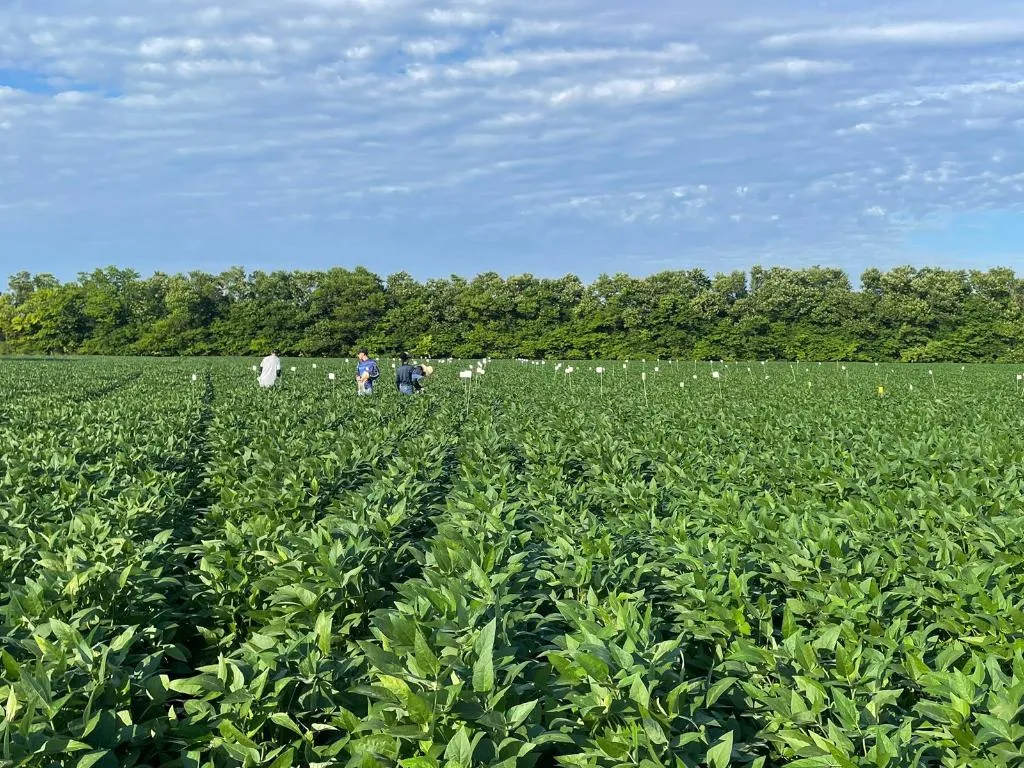 Pesquisa em Mato Grosso mostra benefícios do calcário e gesso na produtividade da soja