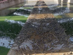 Óleo de jacaré-do-pantanal mostra potencial terapêutico e cosmético em Mato Grosso