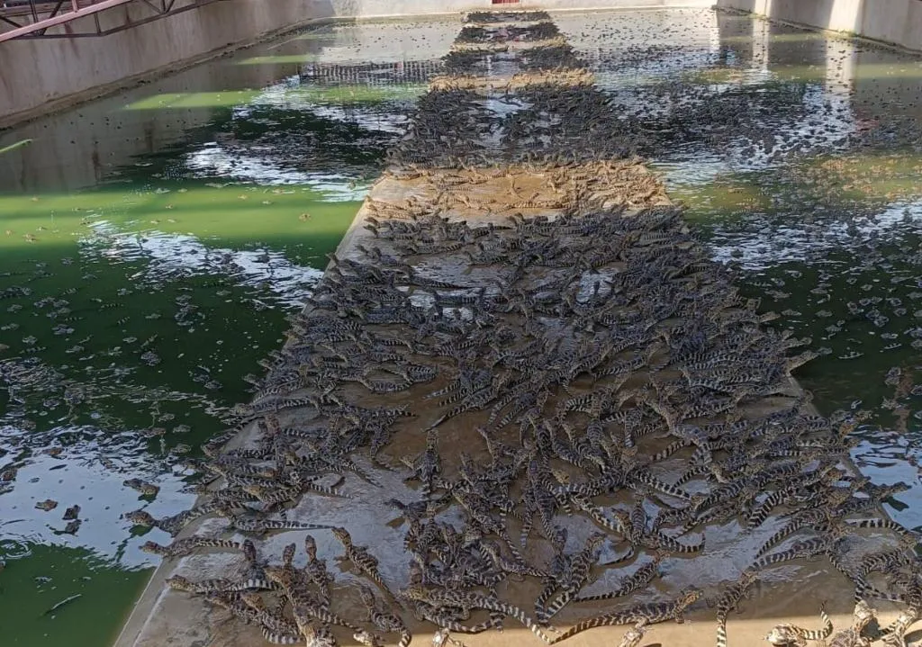 Óleo de jacaré-do-pantanal mostra potencial terapêutico e cosmético em Mato Grosso