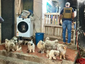 Resgate de cães e roedores em canil clandestino mobiliza autoridades em Cuiabá
