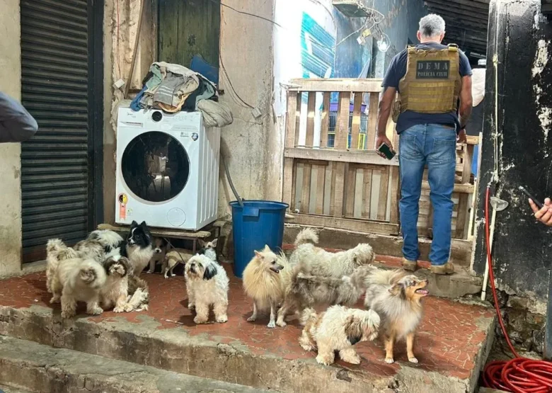 Resgate de cães e roedores em canil clandestino mobiliza autoridades em Cuiabá
