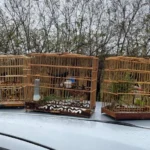 Polícia Civil prende homens por captura ilegal de pássaros em Confresa