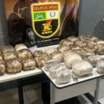 Polícia Militar apreende 50 quilos de maconha em veículo de Várzea Grande