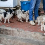 Prefeitura e forcas de seguranca interditam canil clandestino em Cuiaba