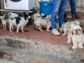 Prefeitura e forcas de seguranca interditam canil clandestino em Cuiaba