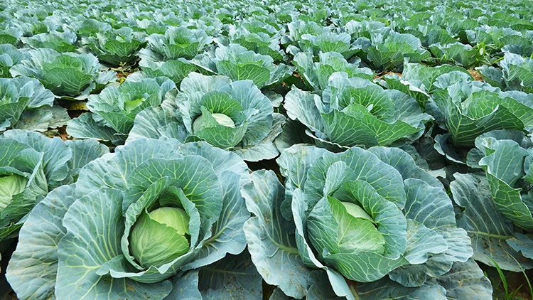 Repolho se destaca com queda de preço em Mato Grosso, enquanto couve-flor e brócolis sobem