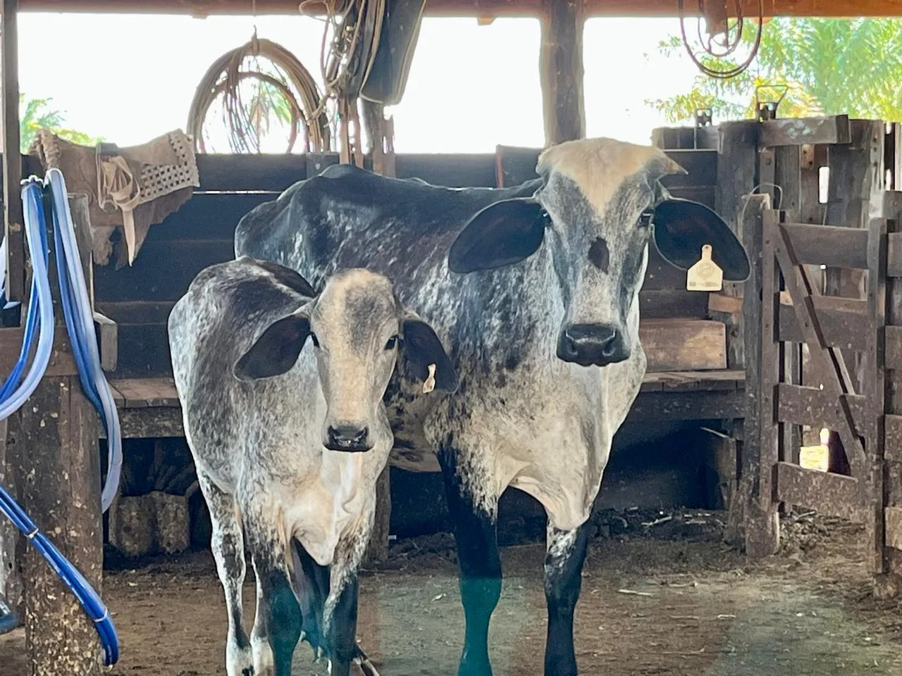 Programa de melhoramento genético reforça produção de leite em Bom Jesus do Araguaia
