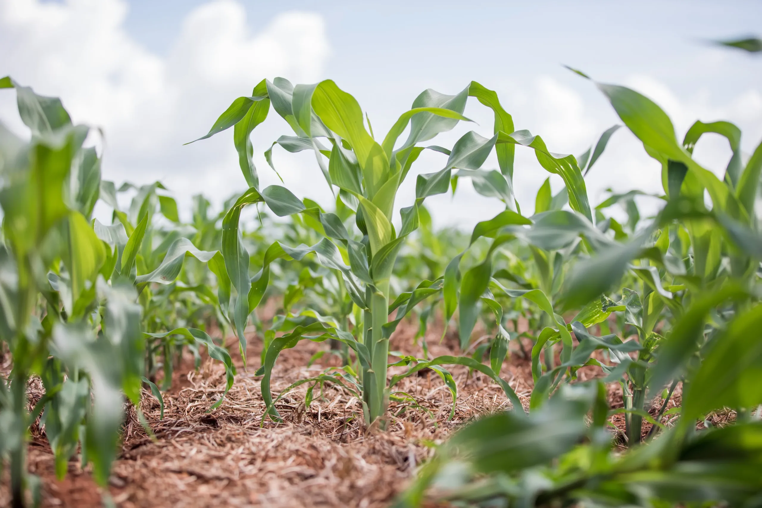 Programa de reintegração no campo em Mato Grosso oferece capacitação agropecuária