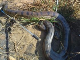 Animal de mais de 100 quilos foi resgatado pela 13ª Companhia Militar do Corpo de Bombeiros e devolvido ao habitat natural; seca aumenta ocorrências com animais silvestres.