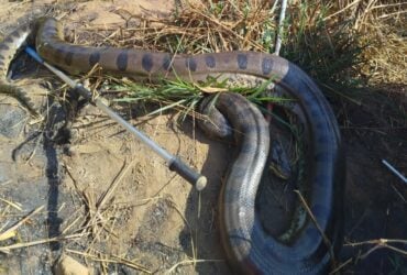 Animal de mais de 100 quilos foi resgatado pela 13ª Companhia Militar do Corpo de Bombeiros e devolvido ao habitat natural; seca aumenta ocorrências com animais silvestres.