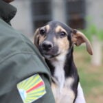 Saiba como adotar um pet de forma responsavel em Barra do Garcas