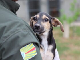 Saiba como adotar um pet de forma responsavel em Barra do Garcas