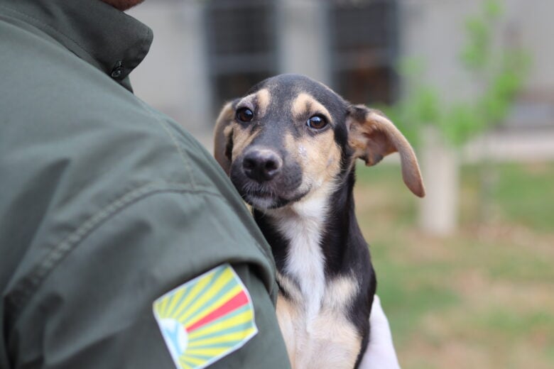 Saiba como adotar um pet de forma responsavel em Barra do Garcas