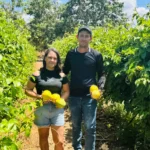 Maracujá ganha destaque na agricultura familiar durante GreenFarm Show 2025 em Mato Grosso