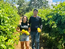Maracujá ganha destaque na agricultura familiar durante GreenFarm Show 2025 em Mato Grosso