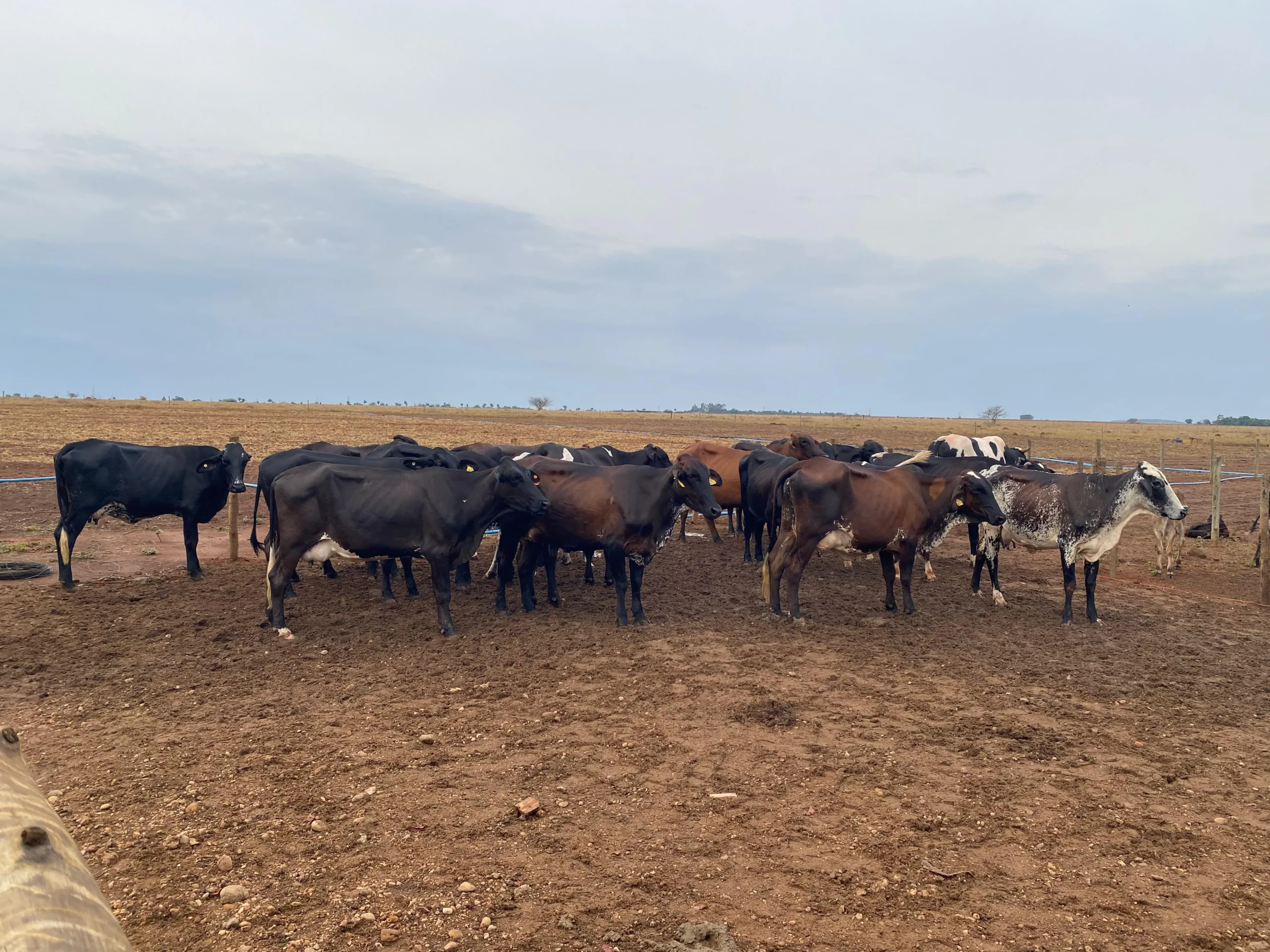 Melhoramento genético revoluciona produção de leite em Bom Jesus do Araguaia