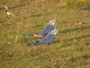 Serie biomas pantanal ararinhas