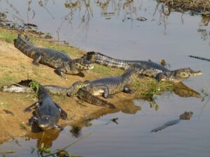 Serie biomas pantanal jacares