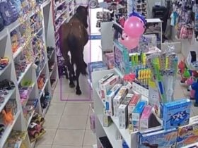 Cavalo vira "cliente surpresa" e invade loja de utilidades em Piquete
