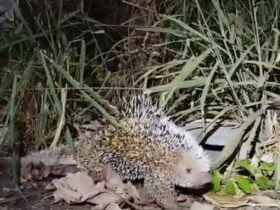 Animal silvestre foi capturado com segurança no bairro Venturini e devolvido ao seu habitat natural em uma Área de Proteção Ambiental