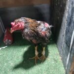 Ação da GCM resultou na apreensão de aves, materiais de apostas, dinheiro e na condução de vários envolvidos à Delegacia de Polícia