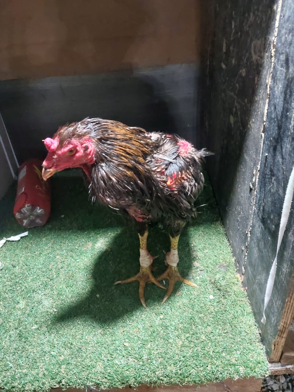 Ação da GCM resultou na apreensão de aves, materiais de apostas, dinheiro e na condução de vários envolvidos à Delegacia de Polícia