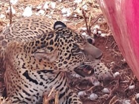 Em meio ao calor de 40 °C em Mato Grosso, felino juvenil surpreende ao escolher um esconderijo inusitado para descansar e se refrescar.