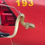 Animal foi encontrado em residência na Fazenda Dourados II e solto em área de preservação permanente