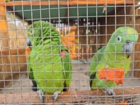 Cocalinho, MT, recebe 32 aves silvestres em área de reabilitação