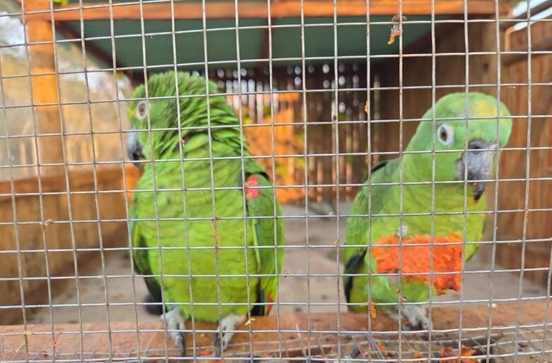 Cocalinho, MT, recebe 32 aves silvestres em área de reabilitação