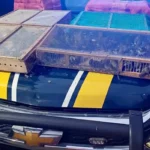 Tráfico: homem é preso no RJ com mais de 1 mil aves silvestres