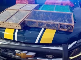 Tráfico: homem é preso no RJ com mais de 1 mil aves silvestres