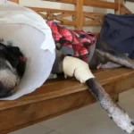 Câmara aprova projeto que criminaliza exercício ilegal da veterinária